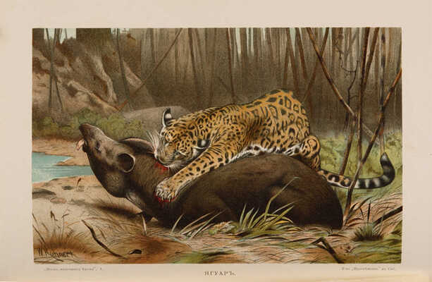 Брэм А. Жизнь животных Брэма. В 3 т. Т. 1-3. СПб.: Книгоиздательство Товарищества «Просвещение», 1901-1904.